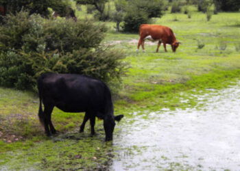 Con recientes lluvias se recuperara el campo en el norte de Coahuila