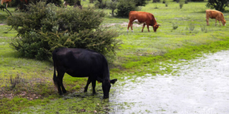 Con recientes lluvias se recuperara el campo en el norte de Coahuila