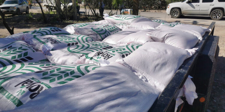 Benefician a agricultores con paquetes de semilla de avena forrajera
