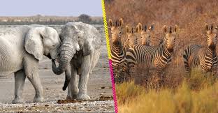 Van a sacrificar cientos de animales salvajes para alimentar gente en África