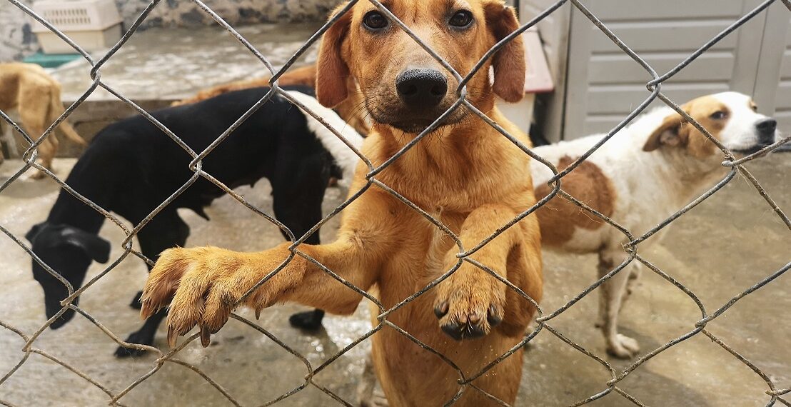 81021233. Huehuetoca, Méx., 21 Oct 2018 (Notimex-Iván Santiago).-Max, un perro mestizo tipo labrador de un año y medio de edad, fue víctima de la falta de afecto de su “dueño”, un hombre que bajo los efectos del alcohol y las drogas, y como una supuesta muestra de cariño, lo golpeaba mientras le hablaba en un tono cada vez más fuerte.
NOTIMEX/FOTO/IVÁN SANTIAGO/COR/HUM/DIV16