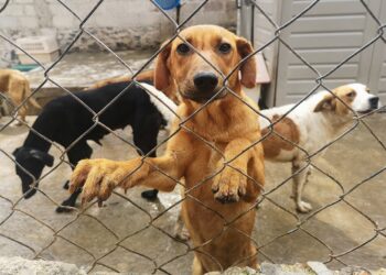 En PN se han rescatado a decenas de perros hacinados y maltratados