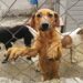 81021233. Huehuetoca, Méx., 21 Oct 2018 (Notimex-Iván Santiago).-Max, un perro mestizo tipo labrador de un año y medio de edad, fue víctima de la falta de afecto de su “dueño”, un hombre que bajo los efectos del alcohol y las drogas, y como una supuesta muestra de cariño, lo golpeaba mientras le hablaba en un tono cada vez más fuerte.
NOTIMEX/FOTO/IVÁN SANTIAGO/COR/HUM/DIV16