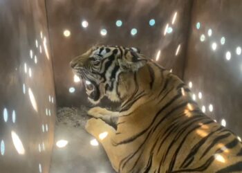 RESCATAN A TIGRESA DE BENGALA EN LA REGIÓN DE SAN LORENZO