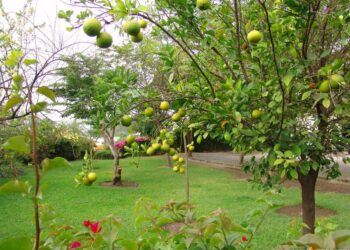 ACUSAN PRODUCTORES DE LIMÓN DE COLIMA NEGLIGENCIA DEL GOBIERNO FEDERAL