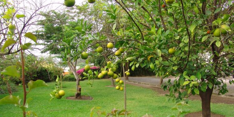 ACUSAN PRODUCTORES DE LIMÓN DE COLIMA NEGLIGENCIA DEL GOBIERNO FEDERAL