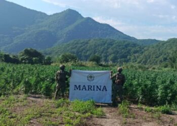 Marina localiza y destruye aproximadamente 132 toneladas de plantas de marihuana, en Tamazula, Durango