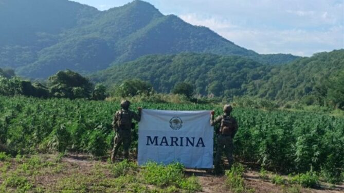 Marina localiza y destruye aproximadamente 132 toneladas de plantas de marihuana, en Tamazula, Durango