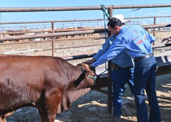 En Acuña retoman el programa “Mejoramiento Genético” subsidiando el costo de 37 sementales