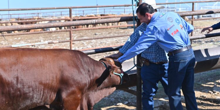 En Acuña retoman el programa “Mejoramiento Genético” subsidiando el costo de 37 sementales