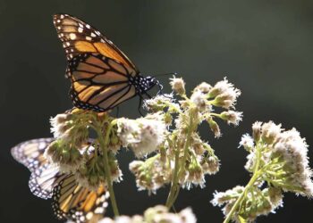 Mariposa Monarca en peligro por reducción de bosques en Michoacán (Video)