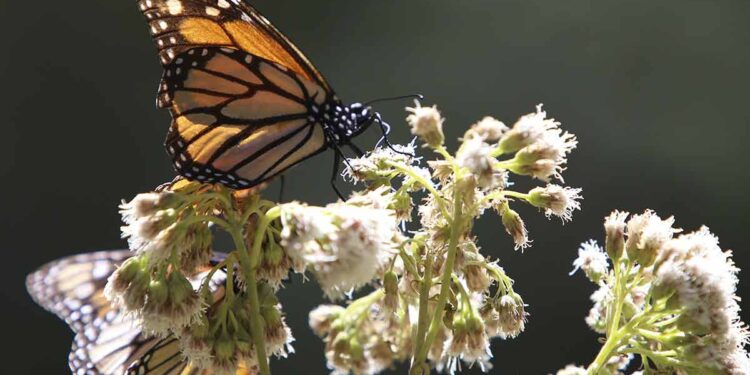 Mariposa Monarca en peligro por reducción de bosques en Michoacán (Video)