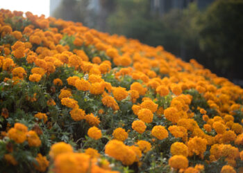 Cempasúchil la tradicional flor mexicana con potentes beneficios medicinales
