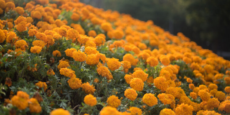 Cempasúchil la tradicional flor mexicana con potentes beneficios medicinales
