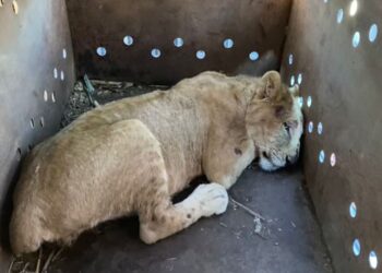Rescatan a cachorro de león  africano en Sinaloa; suman 9 felinos en medio de la violencia