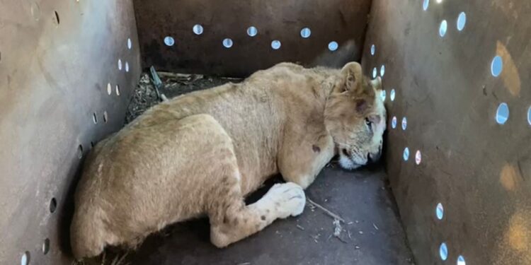 Rescatan a cachorro de león  africano en Sinaloa; suman 9 felinos en medio de la violencia