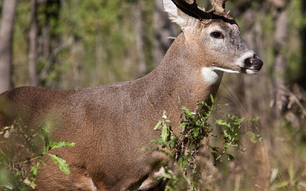 Esperan importante derrama económica al arrancar la temporada de cacería del Venado Cola Blanca