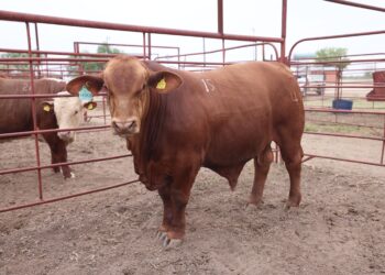 Coahuila trabaja de manera coordinada para proteger la ganadería