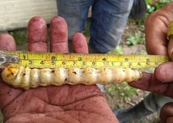 Refuerzan México y Centroamérica estrategia común frente al gusano barrenador del ganado (Video)