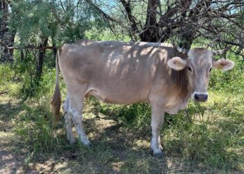 AMENAZA APERTURA DE FRONTERA SUR GANADERÍA NACIONAL