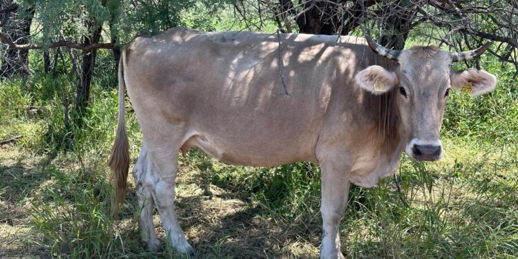 AMENAZA APERTURA DE FRONTERA SUR GANADERÍA NACIONAL