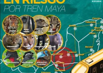 La UNBIO interpone denuncia contra Sedena por atentar contra fauna silvestre en la zona más biodiversa del país y por violar leyes ambientales nacionales e internacionales