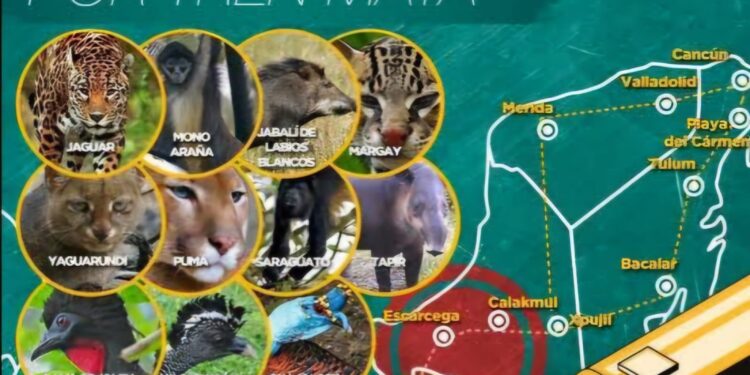 La UNBIO interpone denuncia contra Sedena por atentar contra fauna silvestre en la zona más biodiversa del país y por violar leyes ambientales nacionales e internacionales