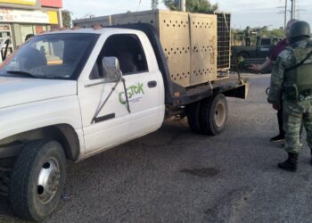 SANTUARIO OSTOK RESCATA A DOS TIGRES BLANCOS EN MEDIO DE OPERATIVO MILITAR