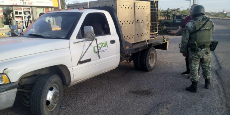 SANTUARIO OSTOK RESCATA A DOS TIGRES BLANCOS EN MEDIO DE OPERATIVO MILITAR