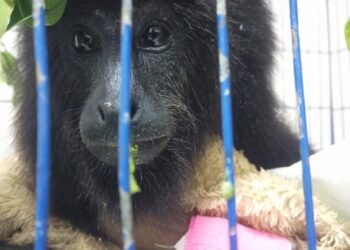 PRESENTA AZCARM DENUNCIA POR AMPUTACIÓN NEGLIGENTE DE MONO SARAGUATO. RESPONSABILIZA A LA CFE DE MUERTE MASIVA DE FAUNA SILVESTRE