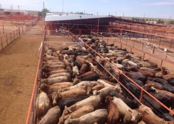 Autoridades sanitarias de EEUU y México destacan la labor de los Ganaderos de Coahuila para mantener un estatus libre de tuberculosis