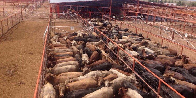 Autoridades sanitarias de EEUU y México destacan la labor de los Ganaderos de Coahuila para mantener un estatus libre de tuberculosis