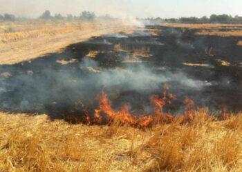 Llaman Agricultura y Medio Ambiente a no realizar quemas agropecuarias en temporada invernal