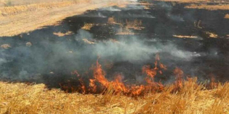 Llaman Agricultura y Medio Ambiente a no realizar quemas agropecuarias en temporada invernal