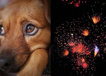 Decenas de reportes por perros extraviados en Piedras Negras