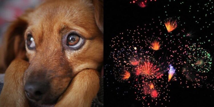 Decenas de reportes por perros extraviados en Piedras Negras