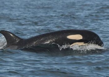 Mamá orca que cargó a su bebé muerto durante 17 días, tiene una nueva cría