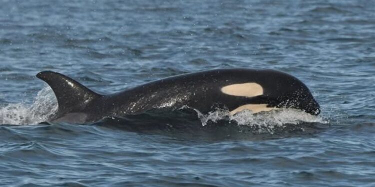 Mamá orca que cargó a su bebé muerto durante 17 días, tiene una nueva cría