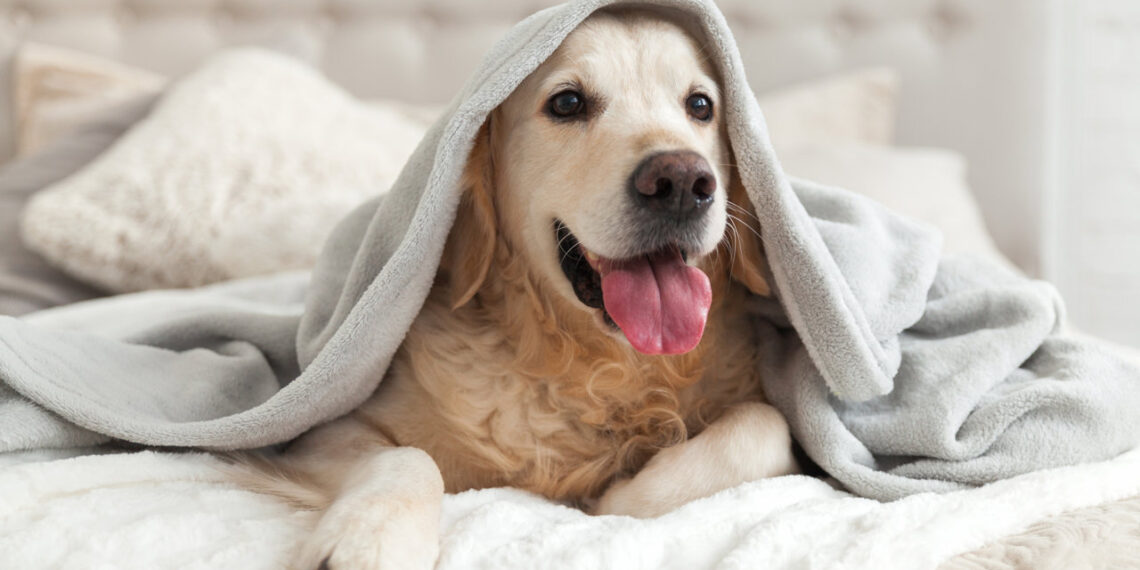 Happy smiling young golden retriever dog under light gray plaid. Pet warms under a blanket in cold winter weather. Pets friendly and care concept.