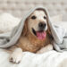 Happy smiling young golden retriever dog under light gray plaid. Pet warms under a blanket in cold winter weather. Pets friendly and care concept.