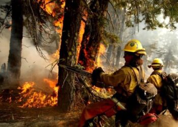 2024: EL AÑO CON MÁS INCENDIOS FORESTALES EN MÉXICO.