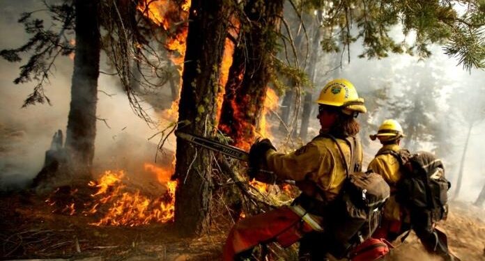 2024: EL AÑO CON MÁS INCENDIOS FORESTALES EN MÉXICO.