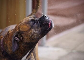 ¿Está tu mascota preparada para el frío? Descubre el riesgo según esta tabla