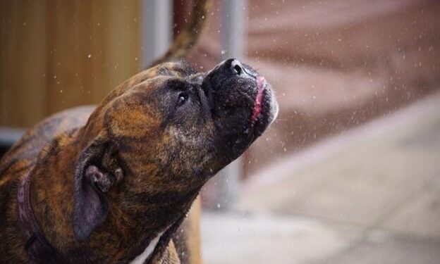 ¿Está tu mascota preparada para el frío? Descubre el riesgo según esta tabla