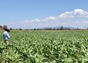 INCREMENTO DE MÁS DE 700% DEL SALDO COMERCIAL AGROPECUARIO REFLEJA LA RIQUEZA DEL CAMPO NACIONAL: SONAFI