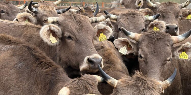 AMENAZA POLÍTICA RESTRICTIVA DE TRUMP AL SECTOR GANADERO MEXICANO