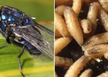 Exitosa la contención del gusano barrenador, considera presidente de la UGRC