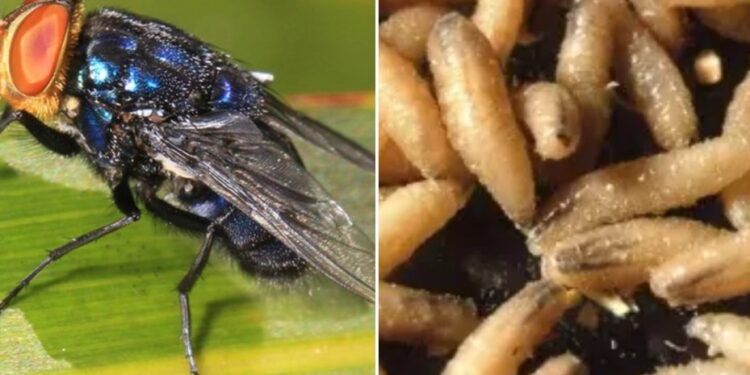 Exitosa la contención del gusano barrenador, considera presidente de la UGRC