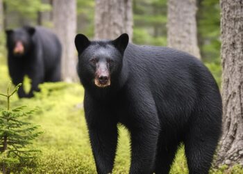 INVITAN A FESTEJAR AL OSO NEGRO DE COAHUILA Y PROMOVER SU CUIDADO Y PROTECCIÓN