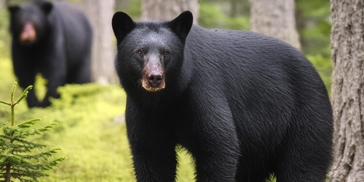 INVITAN A FESTEJAR AL OSO NEGRO DE COAHUILA Y PROMOVER SU CUIDADO Y PROTECCIÓN